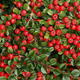 Cotoneaster