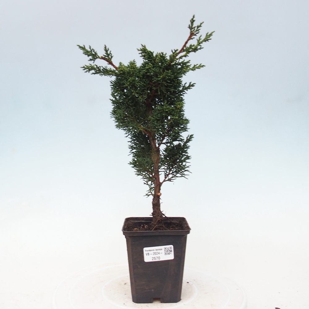 Outdoor bonsai - Juniperus chinensis Kishu - Chinese juniper