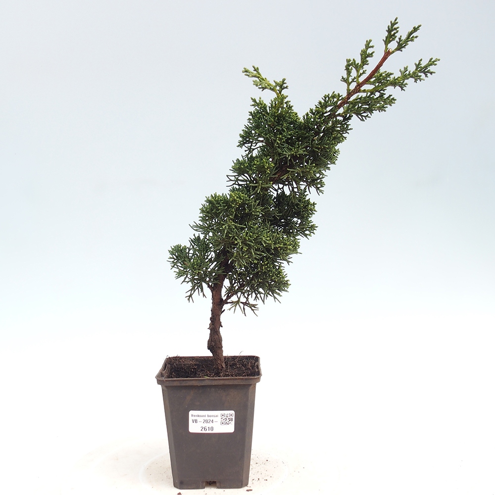 Outdoor bonsai - Juniperus chinensis Kishu - Chinese juniper