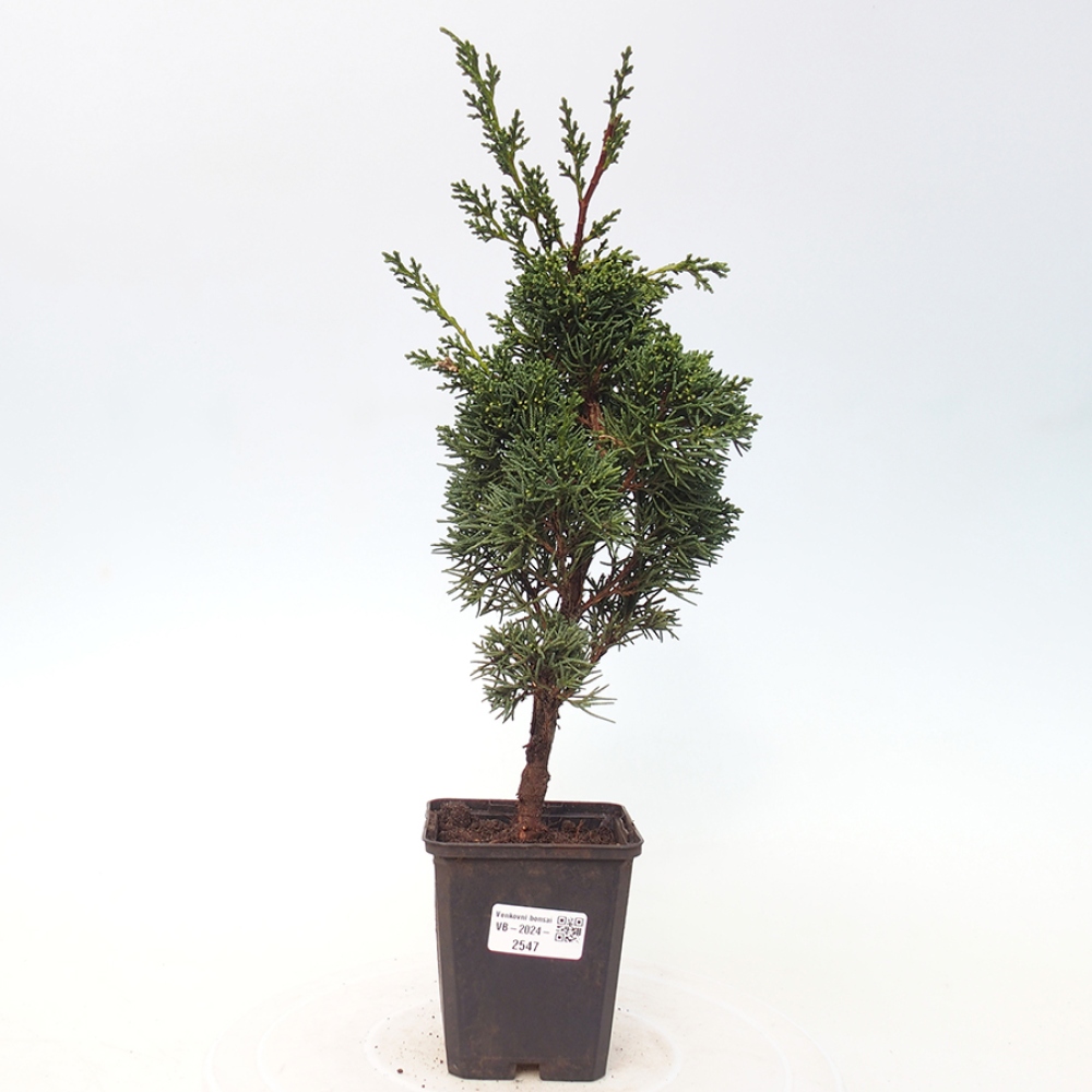 Outdoor bonsai - Juniperus chinensis Kishu - Chinese juniper