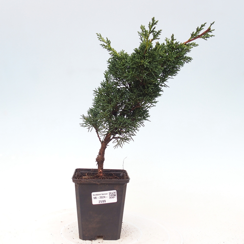 Outdoor bonsai - Juniperus chinensis Kishu - Chinese juniper