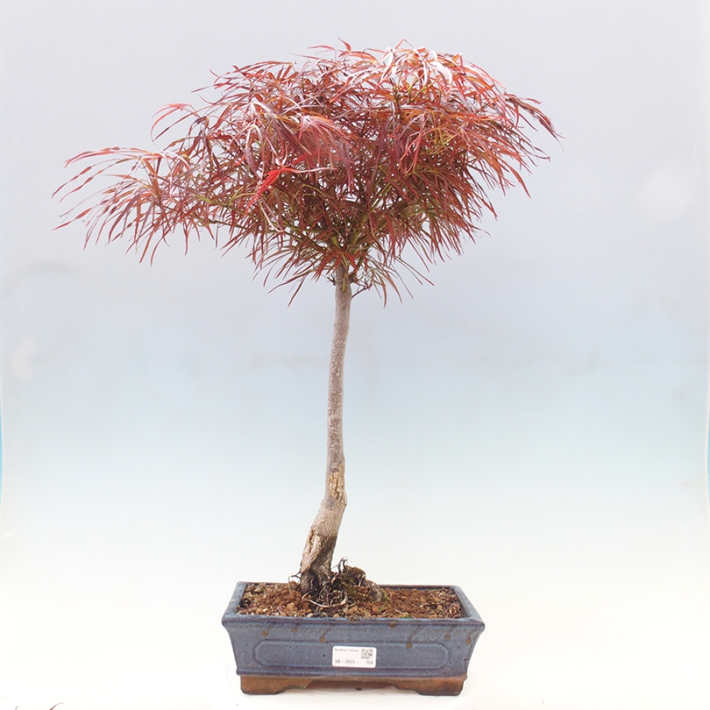 Outdoor bonsai - Acer palmatum RED PYGMY