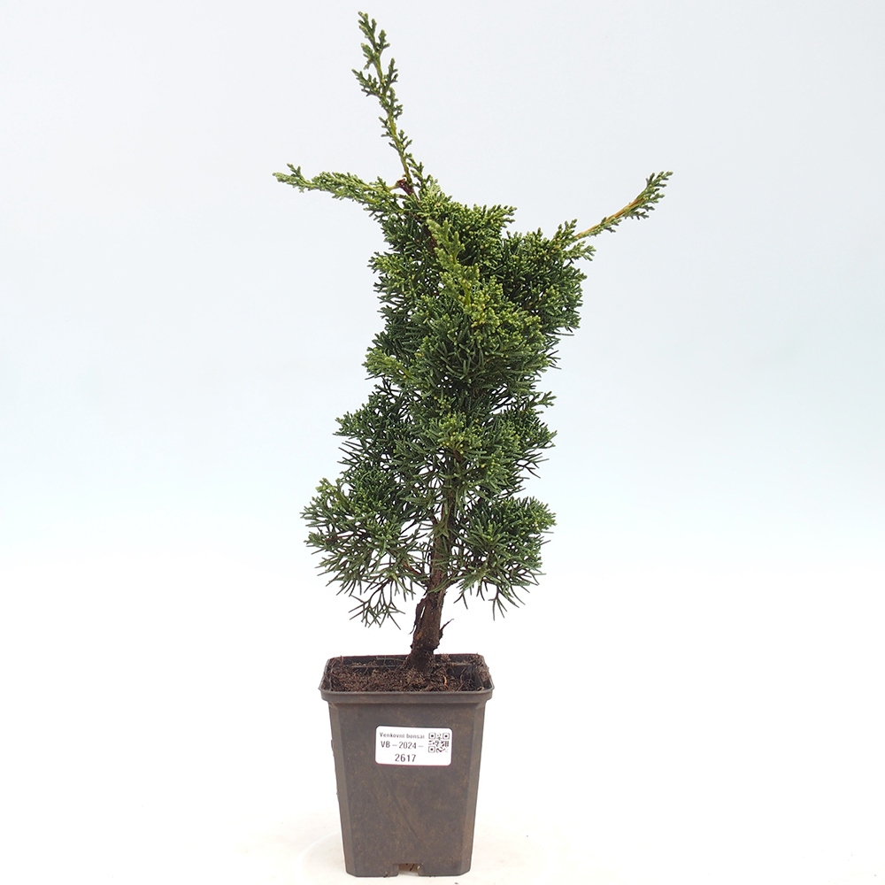 Outdoor bonsai - Juniperus chinensis Kishu - Chinese juniper