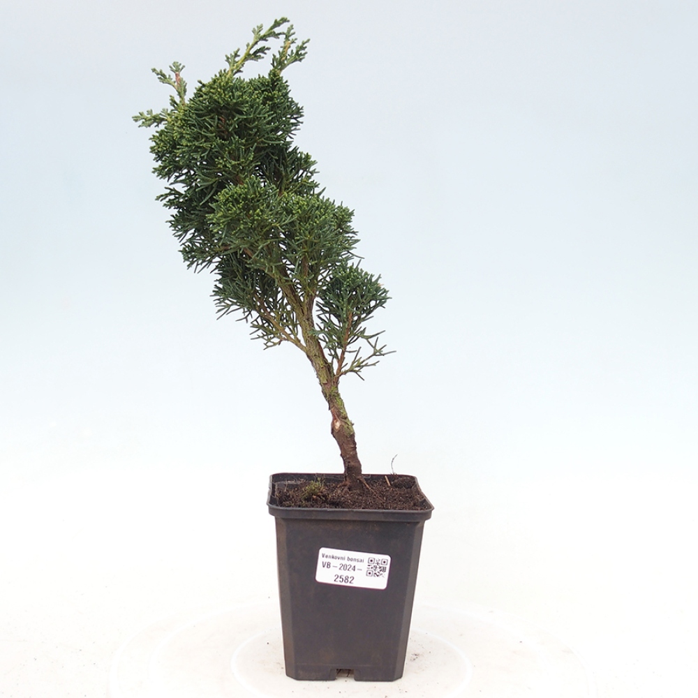 Outdoor bonsai - Juniperus chinensis Kishu - Chinese juniper