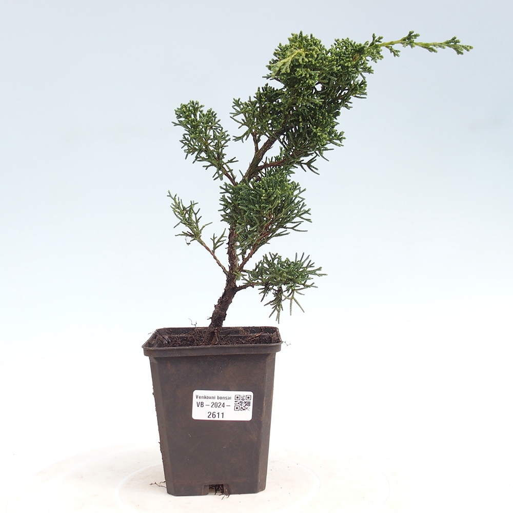 Outdoor bonsai - Juniperus chinensis Kishu - Chinese juniper