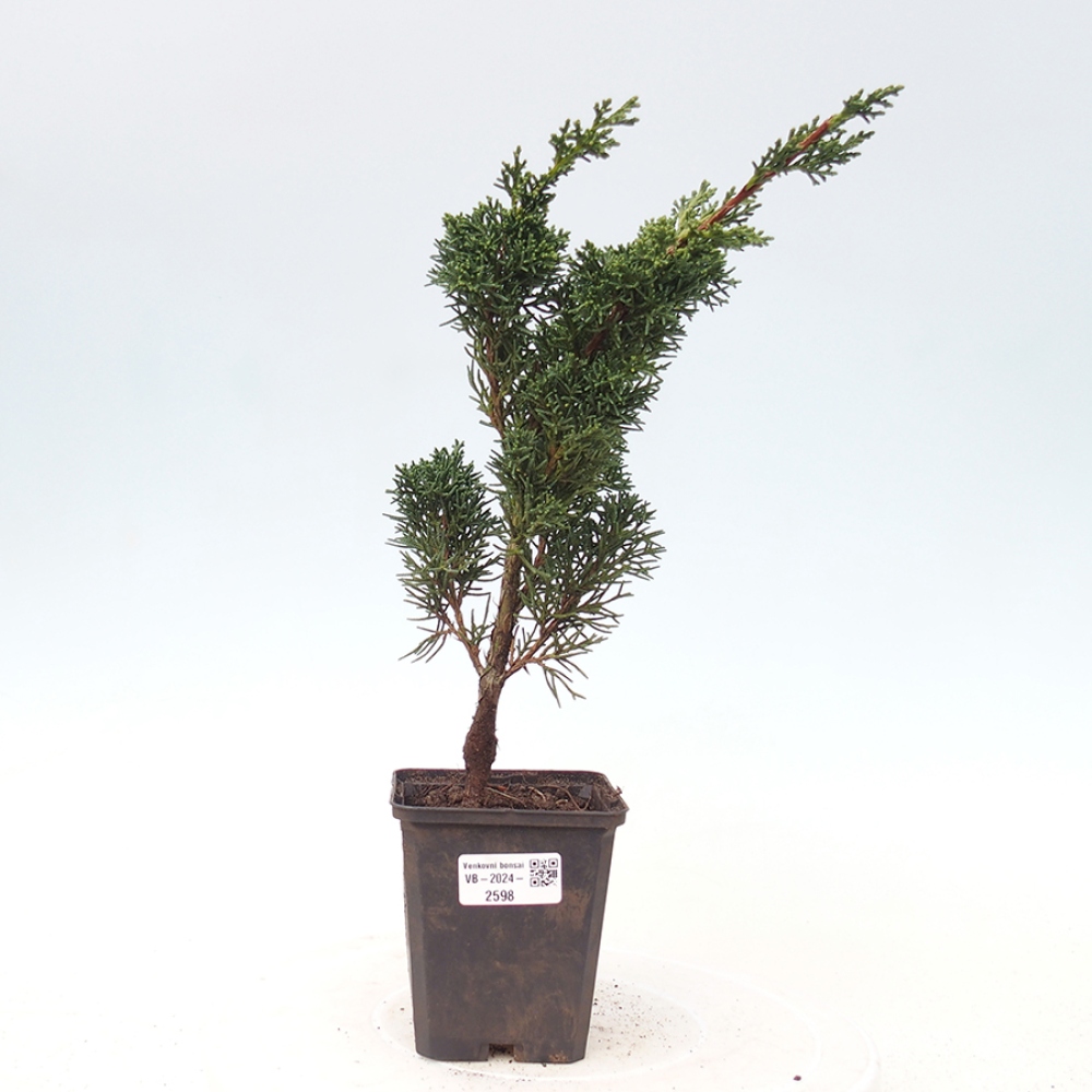 Outdoor bonsai - Juniperus chinensis Kishu - Chinese juniper