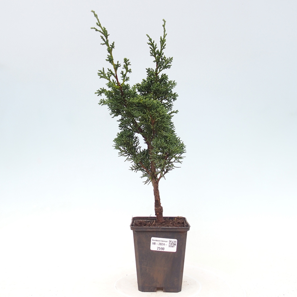 Outdoor bonsai - Juniperus chinensis Kishu - Chinese juniper