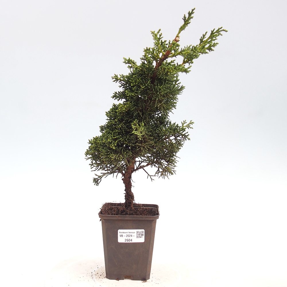 Outdoor bonsai - Juniperus chinensis Kishu - Chinese juniper