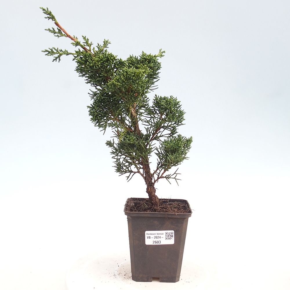 Outdoor bonsai - Juniperus chinensis Kishu - Chinese juniper