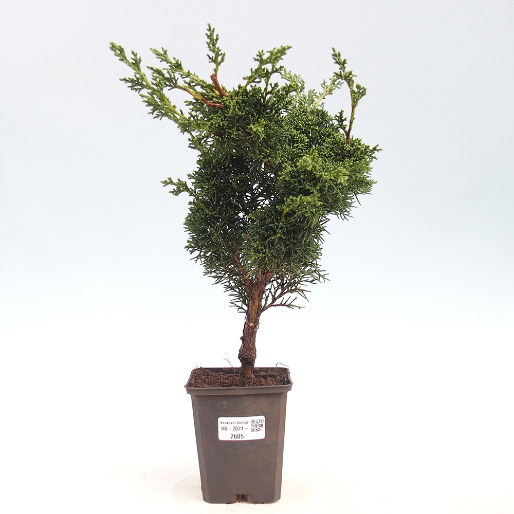 Outdoor bonsai - Juniperus chinensis Kishu - Chinese juniper