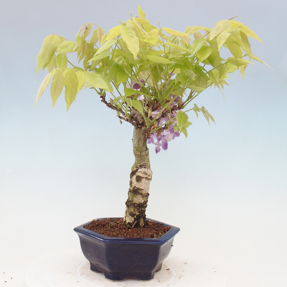 Outdoor bonsai - Wisteria floribunda - Wisteria floribunda