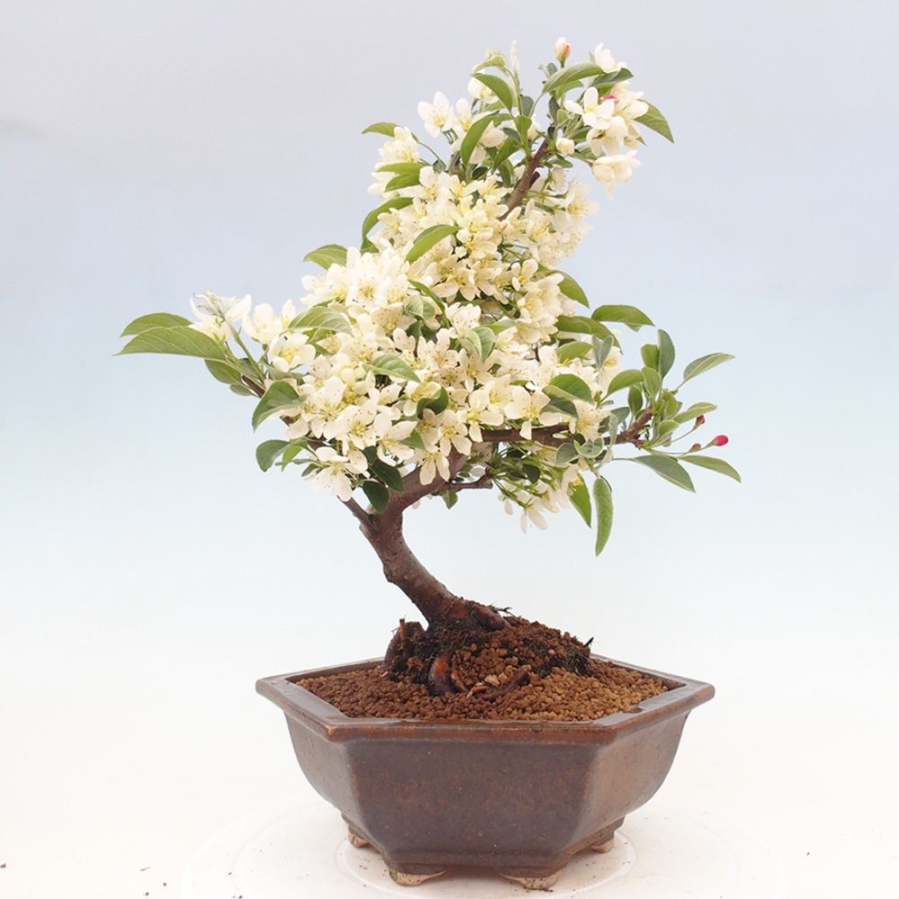 Outdoor bonsai - Malus sargentii - Small-fruited apple tree