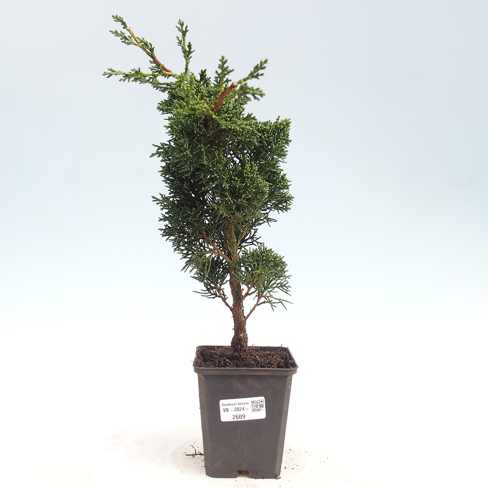 Outdoor bonsai - Juniperus chinensis Kishu - Chinese juniper