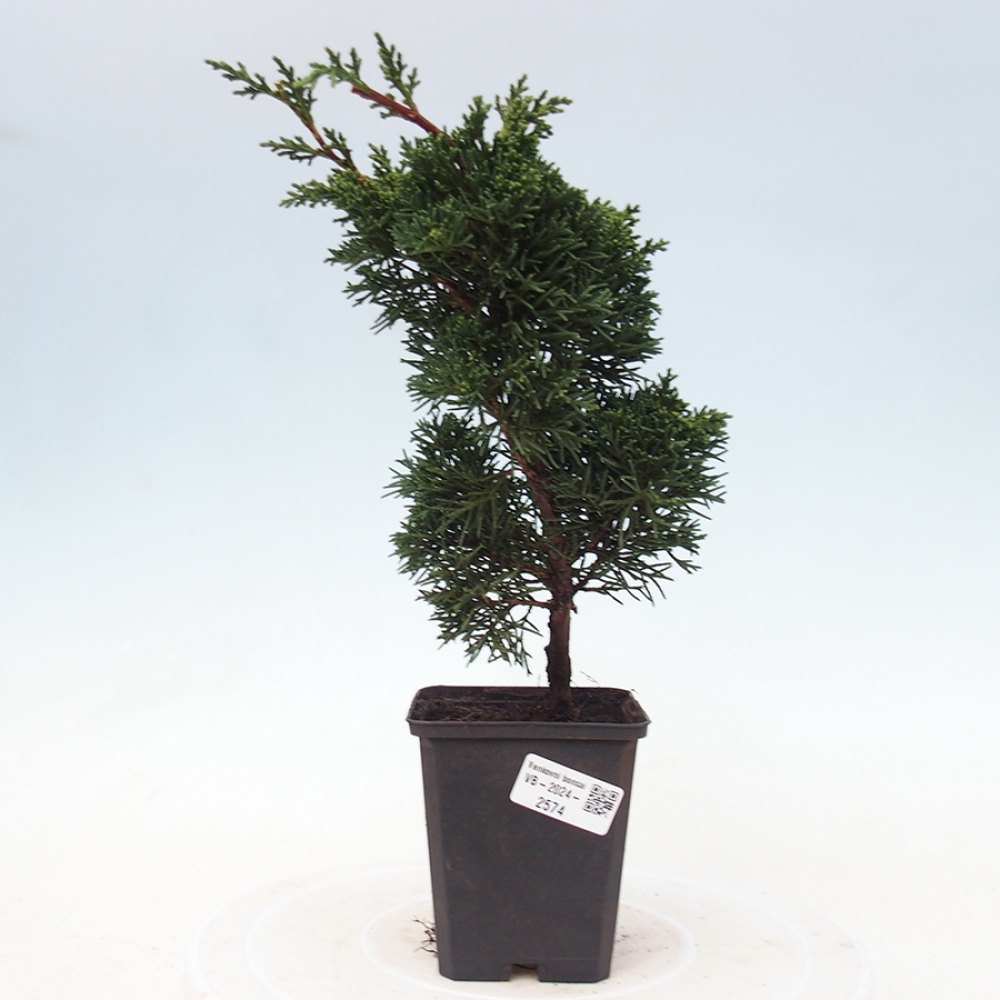 Outdoor bonsai - Juniperus chinensis Kishu - Chinese juniper