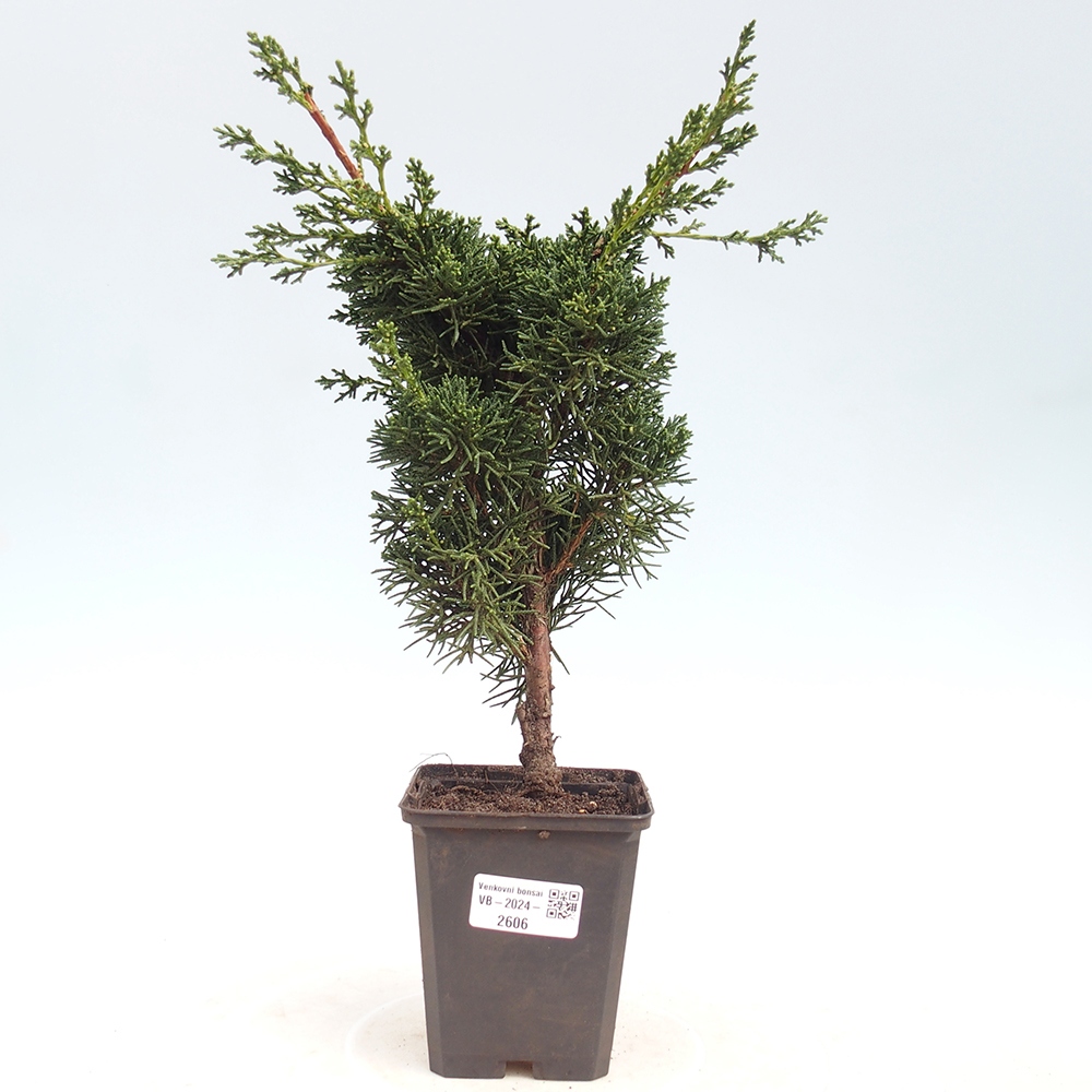 Outdoor bonsai - Juniperus chinensis Kishu - Chinese juniper