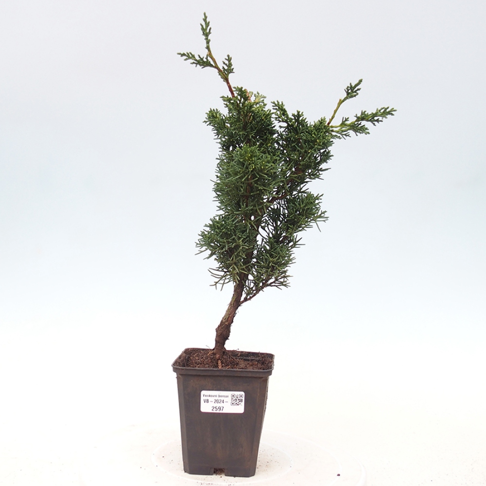 Outdoor bonsai - Juniperus chinensis Kishu - Chinese juniper