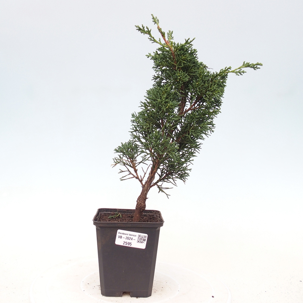 Outdoor bonsai - Juniperus chinensis Kishu - Chinese juniper