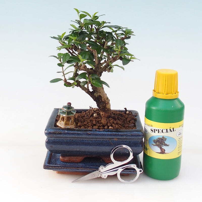 Bonsai gift set - Fuki tea - Carmona microphylla