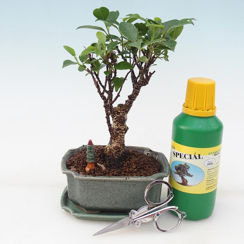 Bonsai gift set - Small-leaved ficus - Ficus retusa