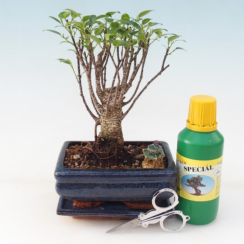 Bonsai gift set - Small-leaved ficus - Ficus retusa