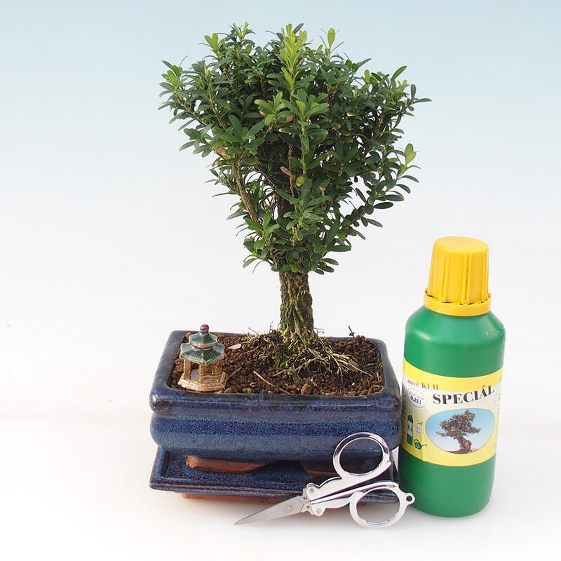 Bonsai gift set - Cork buxus - Buxus harlandii