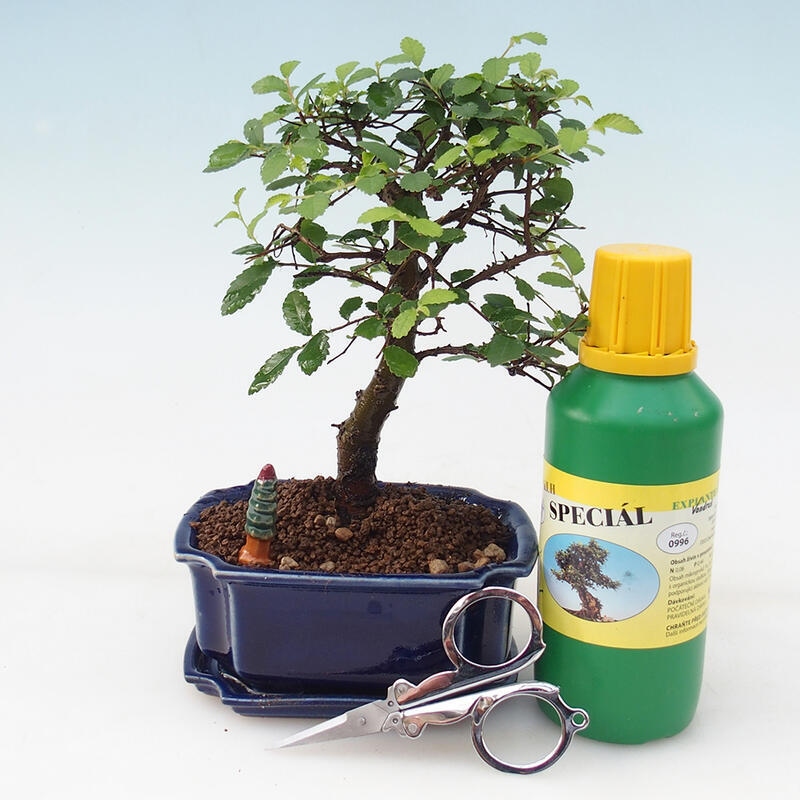 Bonsai gift set - Indoor elm - Ulmus parvifolia