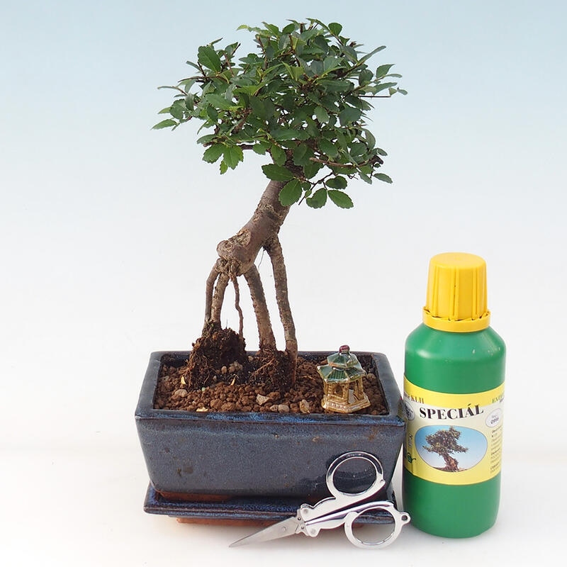 Bonsai gift set - Indoor elm - Ulmus parvifolia