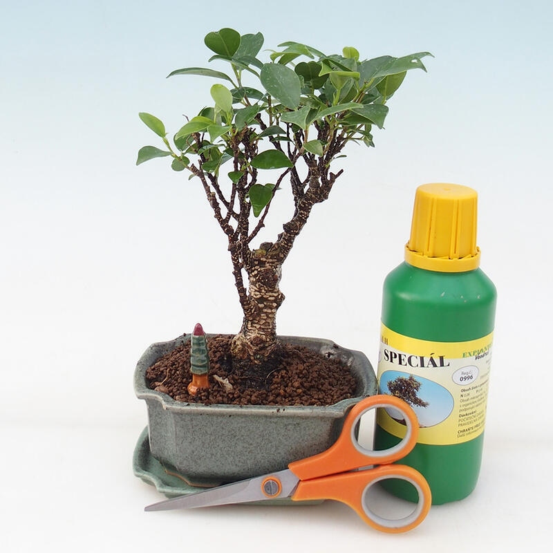 Bonsai gift set for girls - Small-leaved ficus - Ficus retusa