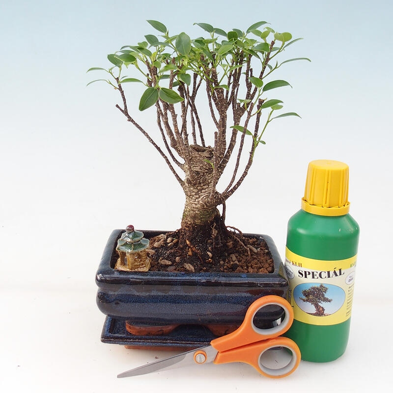 Bonsai gift set for girls - Small-leaved ficus - Ficus retusa