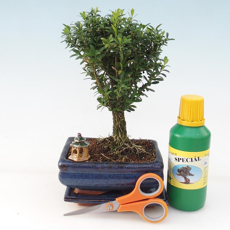 Bonsai gift set for girls - Cork buxus - Buxus harlandii