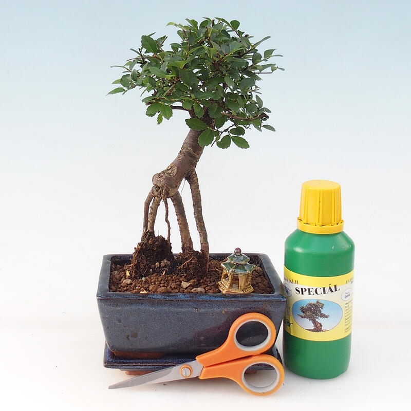 Bonsai gift set for girls - Indoor elm - Ulmus parvifolia