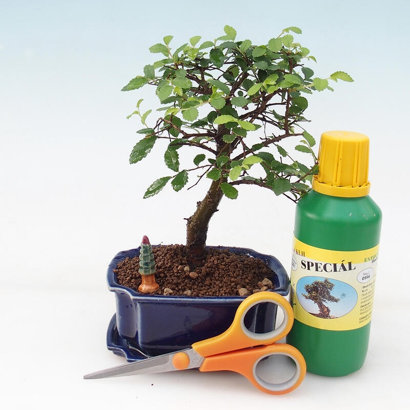 Bonsai gift set for girls - Indoor elm - Ulmus parvifolia