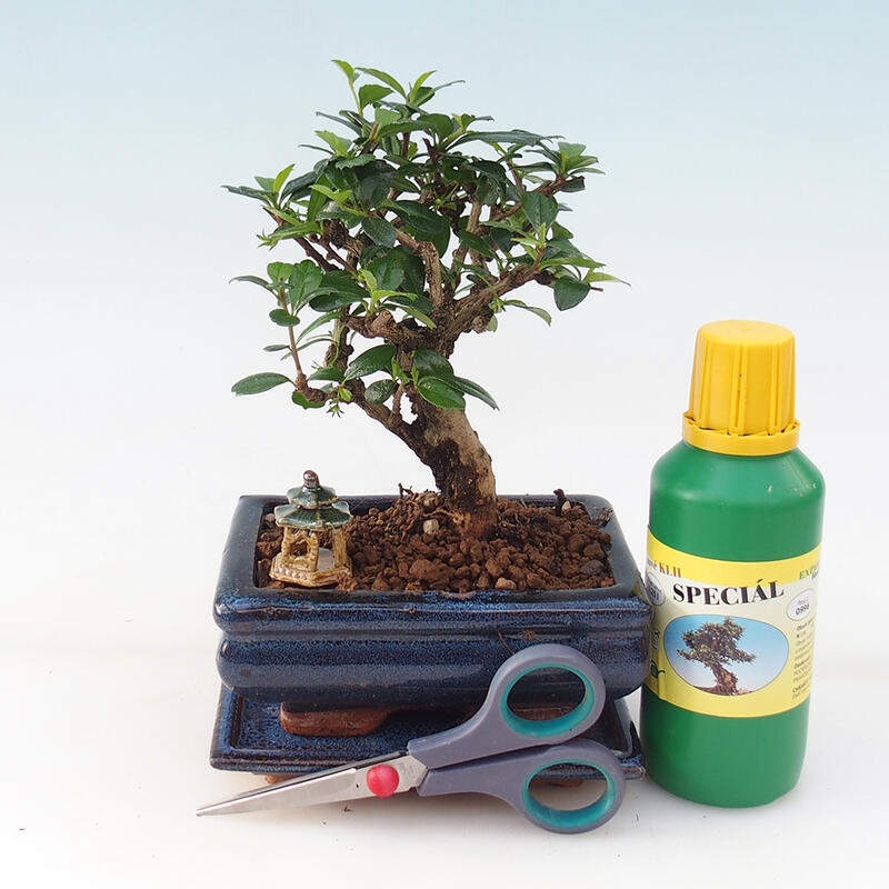 Bonsai gift set for boys - Tea-fuki - Carmona microphylla