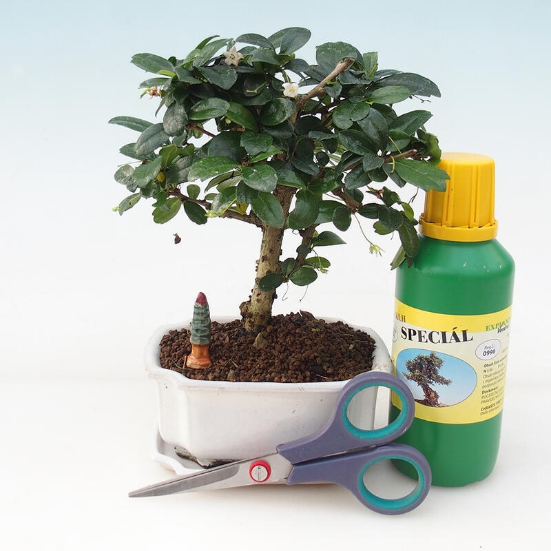 Bonsai gift set for boys - Tea-fuki - Carmona microphylla