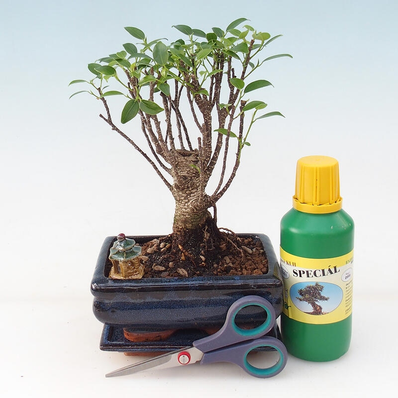 Bonsai gift set for boys - Small-leaved ficus - Ficus retusa