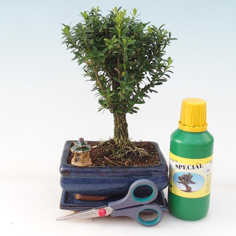 Bonsai gift set for boys - Cork buxus - Buxus harlandii