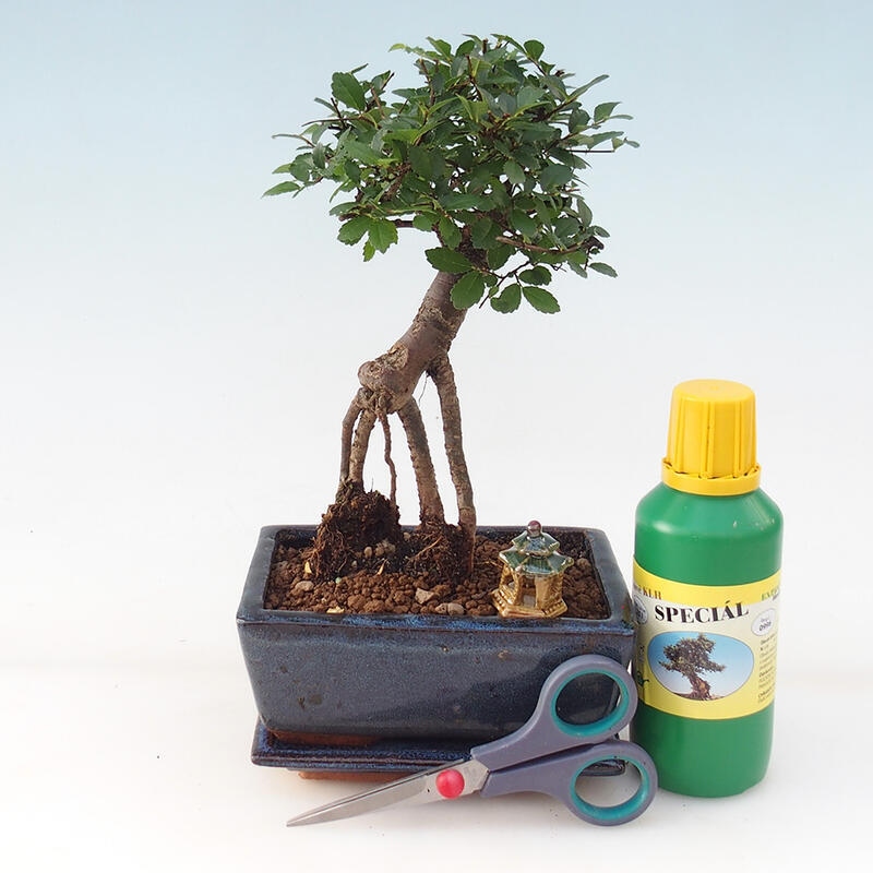 Bonsai gift set for boys - Indoor elm - Ulmus parvifolia