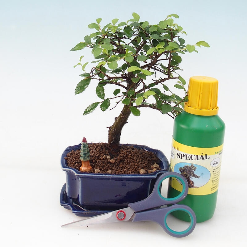 Bonsai gift set for boys - Indoor elm - Ulmus parvifolia