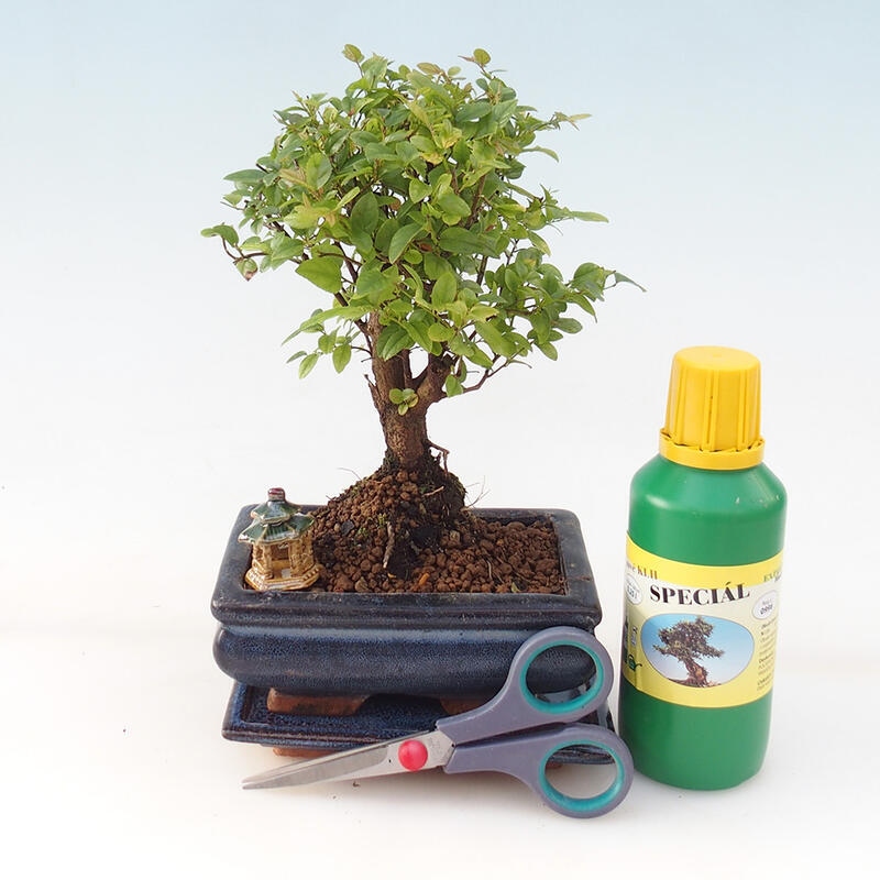 Bonsai gift set for boys - Sageretia thea