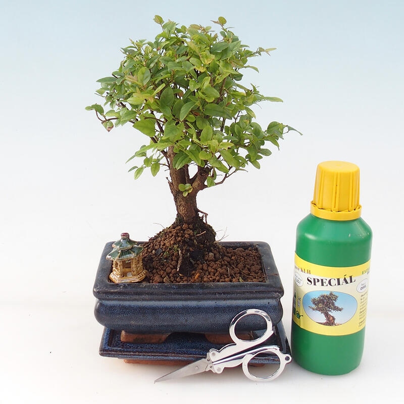 Bonsai gift set - Sageretia thea