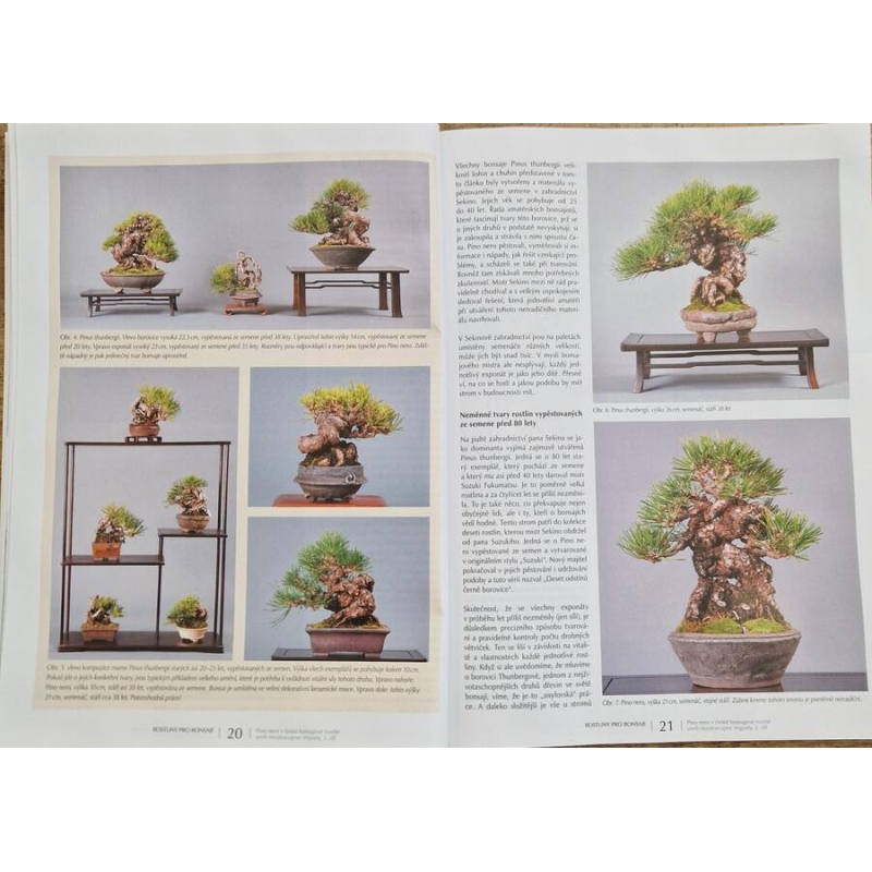 Bonsai and Japanese Gardens No.71