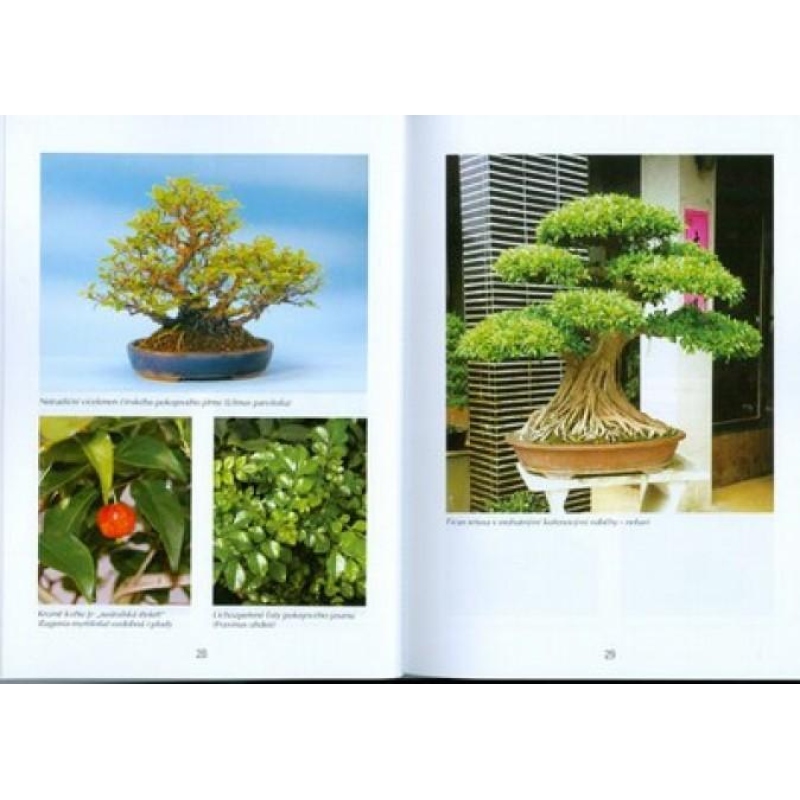 Bonsai trees and gardens not only in Japan