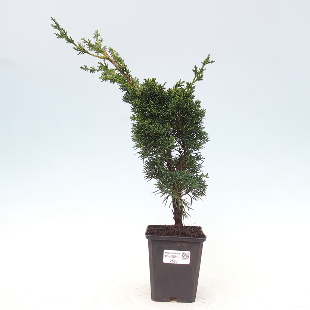 Outdoor bonsai - Juniperus chinensis Kishu - Chinese juniper