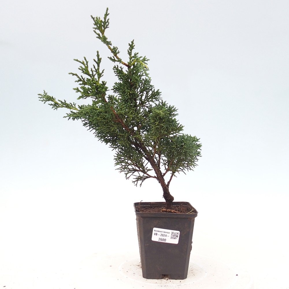 Outdoor bonsai - Juniperus chinensis Kishu - Chinese juniper