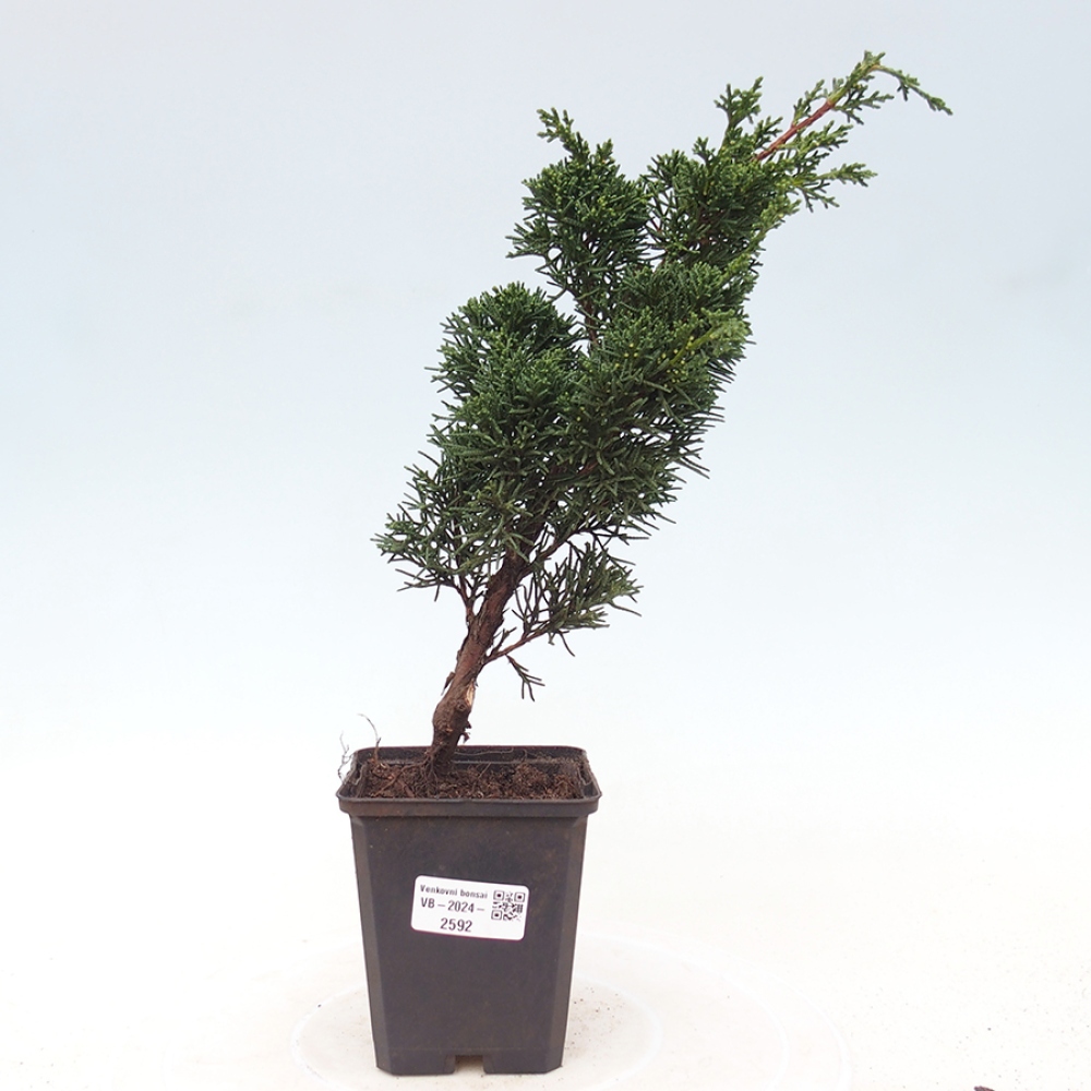 Outdoor bonsai - Juniperus chinensis Kishu - Chinese juniper