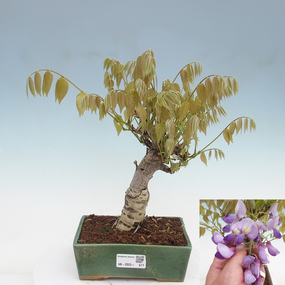Outdoor bonsai - Wisteria floribunda - Wisteria floribunda