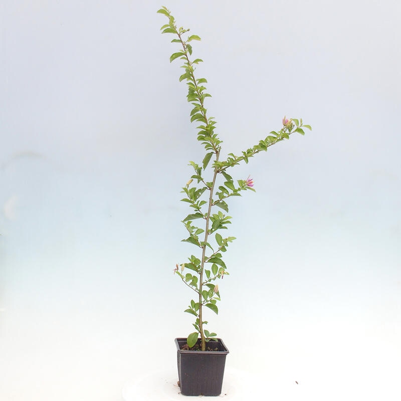 Grewia occidentalis - lavender starfish in a container