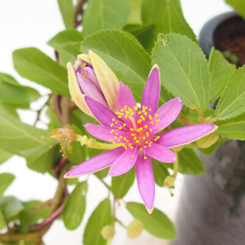 Grewia occidentalis - lavender starfish in a container