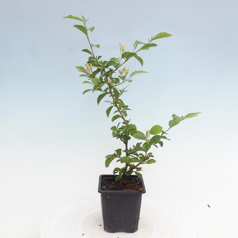 Grewia occidentalis - lavender starfish in a container