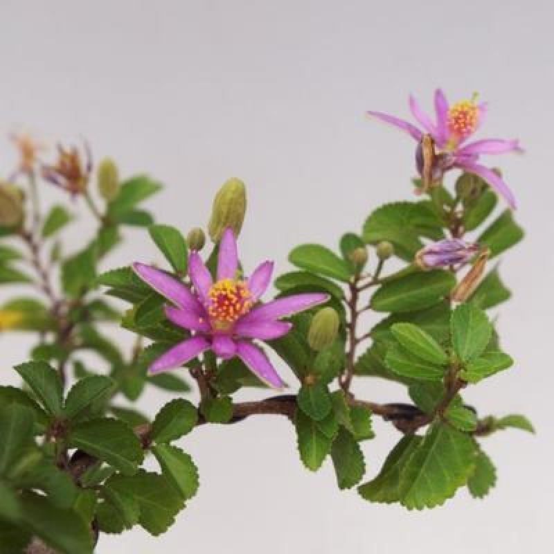 Grewia occidentalis - lavender starfish in a container